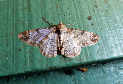 Iridopsis chalcea