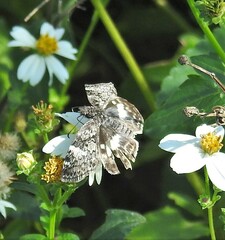 Chiomara georgina