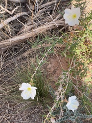 Oenothera pallida