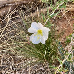 Oenothera pallida