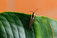 Semiotus exsolutus