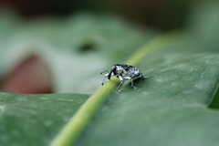 Peridinetus irroratus