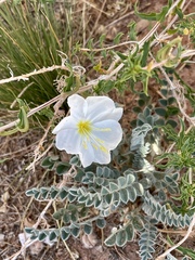 Oenothera pallida