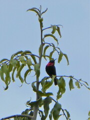 Chalcomitra senegalensis