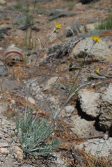 Hymenopappus filifolius lugens