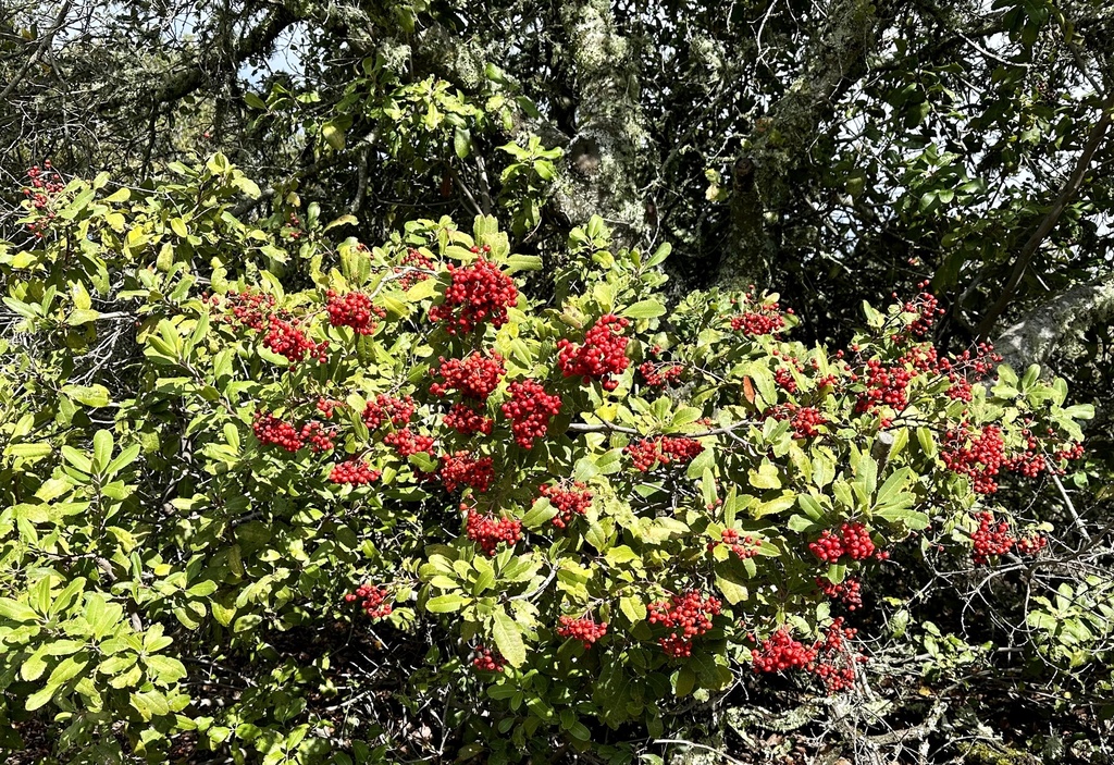 Heteromeles arbutifolia, Los Trancos Open Space Preserve, Palo Alto, CA, US