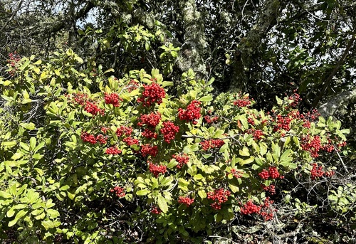 Toyon (Heteromeles arbutifolia)