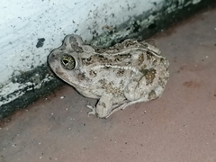 Tomopterna delalandii