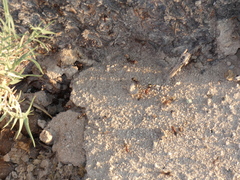 Anoplolepis custodiens