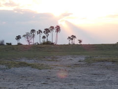 Anoplolepis custodiens