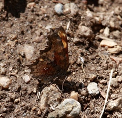 Polygonia