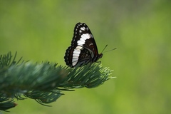 Limenitis weidemeyerii