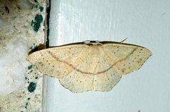 Cyclophora punctaria