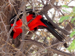 Laniarius atrococcineus