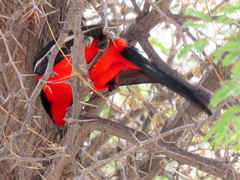 Laniarius atrococcineus