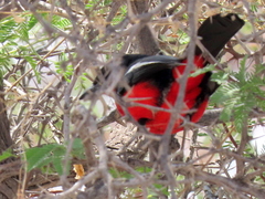 Laniarius atrococcineus