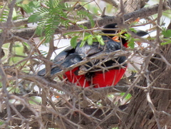 Laniarius atrococcineus