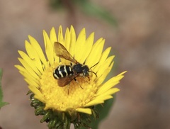 Dianthidium