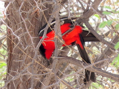 Laniarius atrococcineus