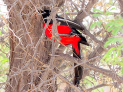 Laniarius atrococcineus