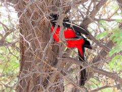 Laniarius atrococcineus