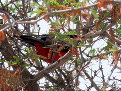 Laniarius atrococcineus