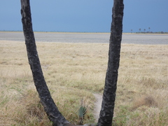 Pternistis adspersus