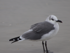 Leucophaeus atricilla