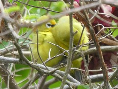 Zosterops stuhlmanni