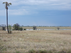 Pternistis adspersus