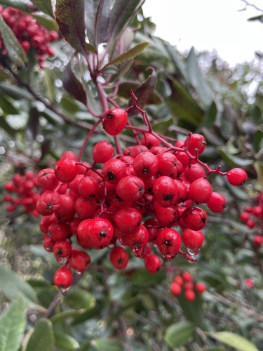 iNaturalist observation photo of Toyon