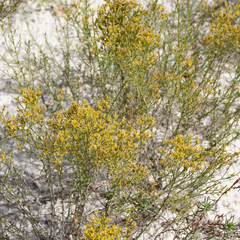 Gutierrezia sarothrae