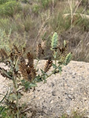 Argemone polyanthemos