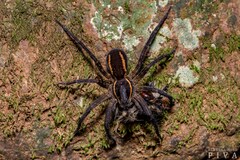 Aglaoctenus yacytata