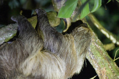 Choloepus didactylus