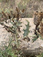 Argemone polyanthemos