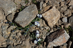 Veronica telephiifolia glareosa