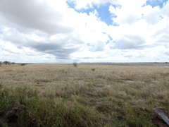 Gerrhosaurus auritus