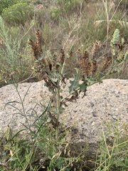 Argemone polyanthemos