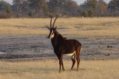 Hippotragus niger niger