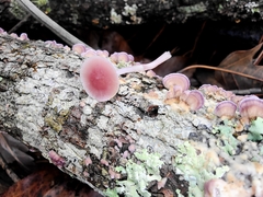 Mycena pura