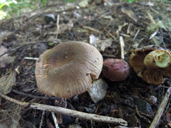 Russula vinaceocuticulata