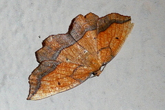 Epione repandaria