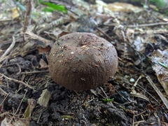 Russula vinaceocuticulata