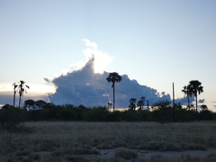 Trachylepis capensis