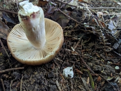 Russula vinaceocuticulata