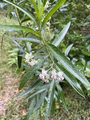 Gomphocarpus physocarpus