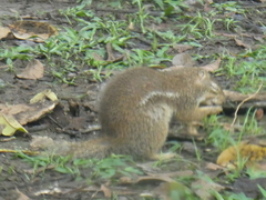 Euxerus erythropus