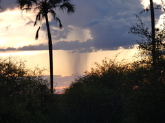 Commiphora glandulosa