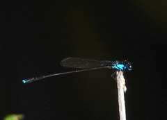 Nososticta moluccensis